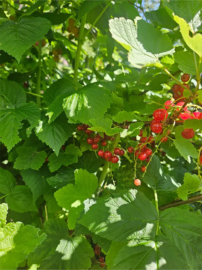 Dirket naschen