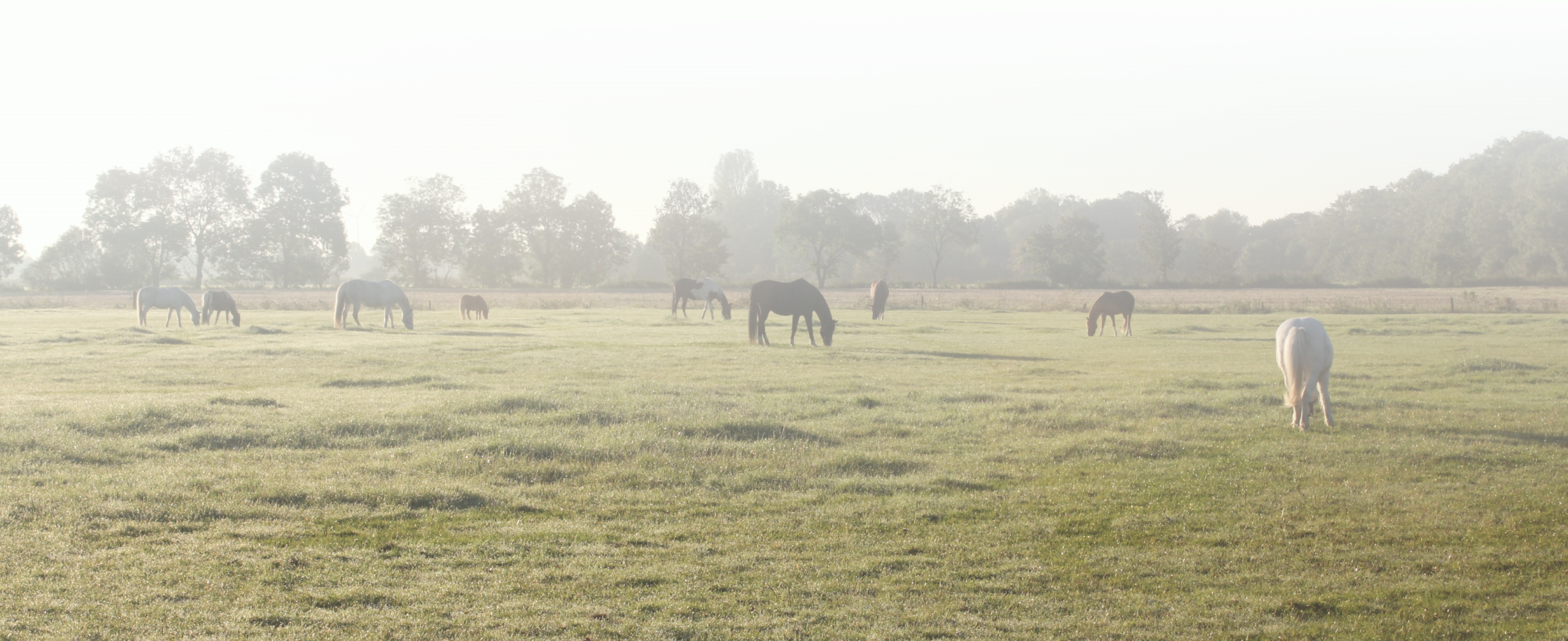 Pferdeweide im Morgennebel
