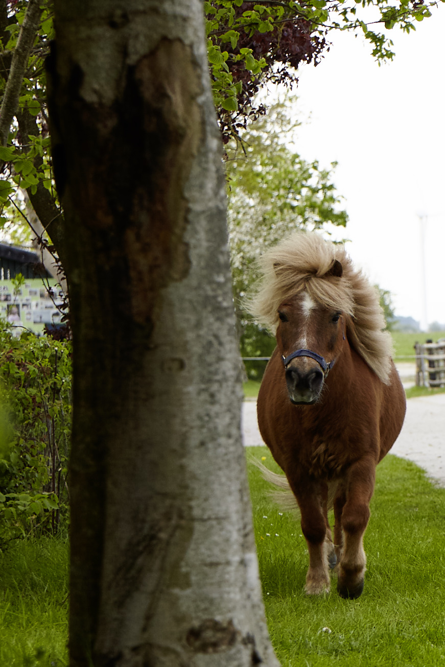 Ponyzeit erleben