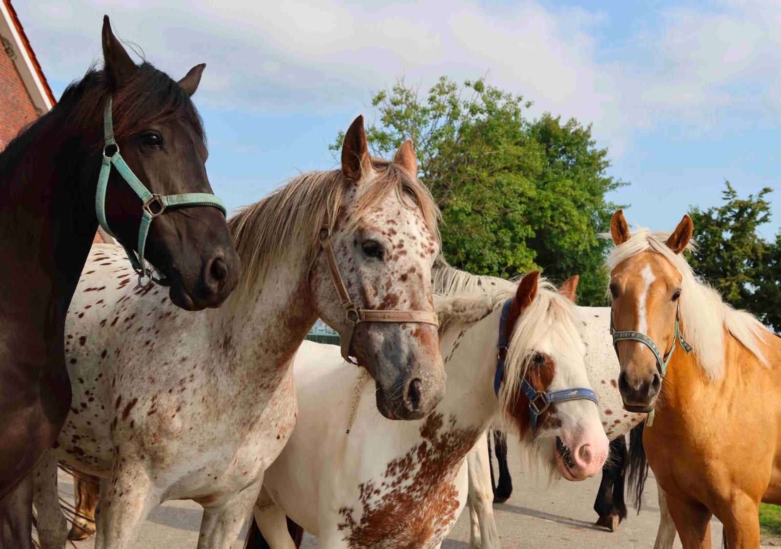 Pferde und Ponys des Traberhofs