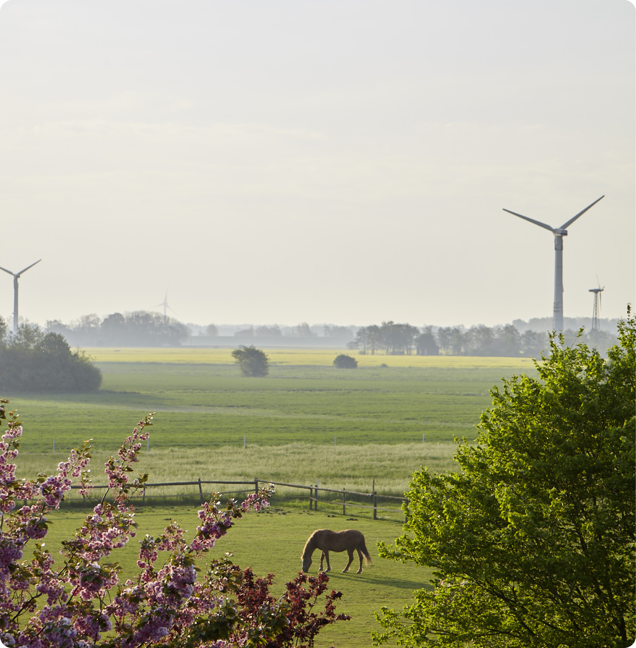 Weiden und Windräder in der Landschaft bei Hooksiel